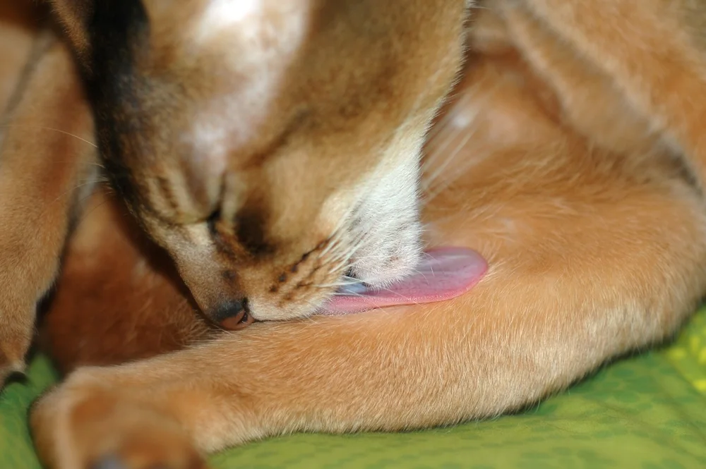 A cream Abyssinian cat licking its front leg while grooming its coat