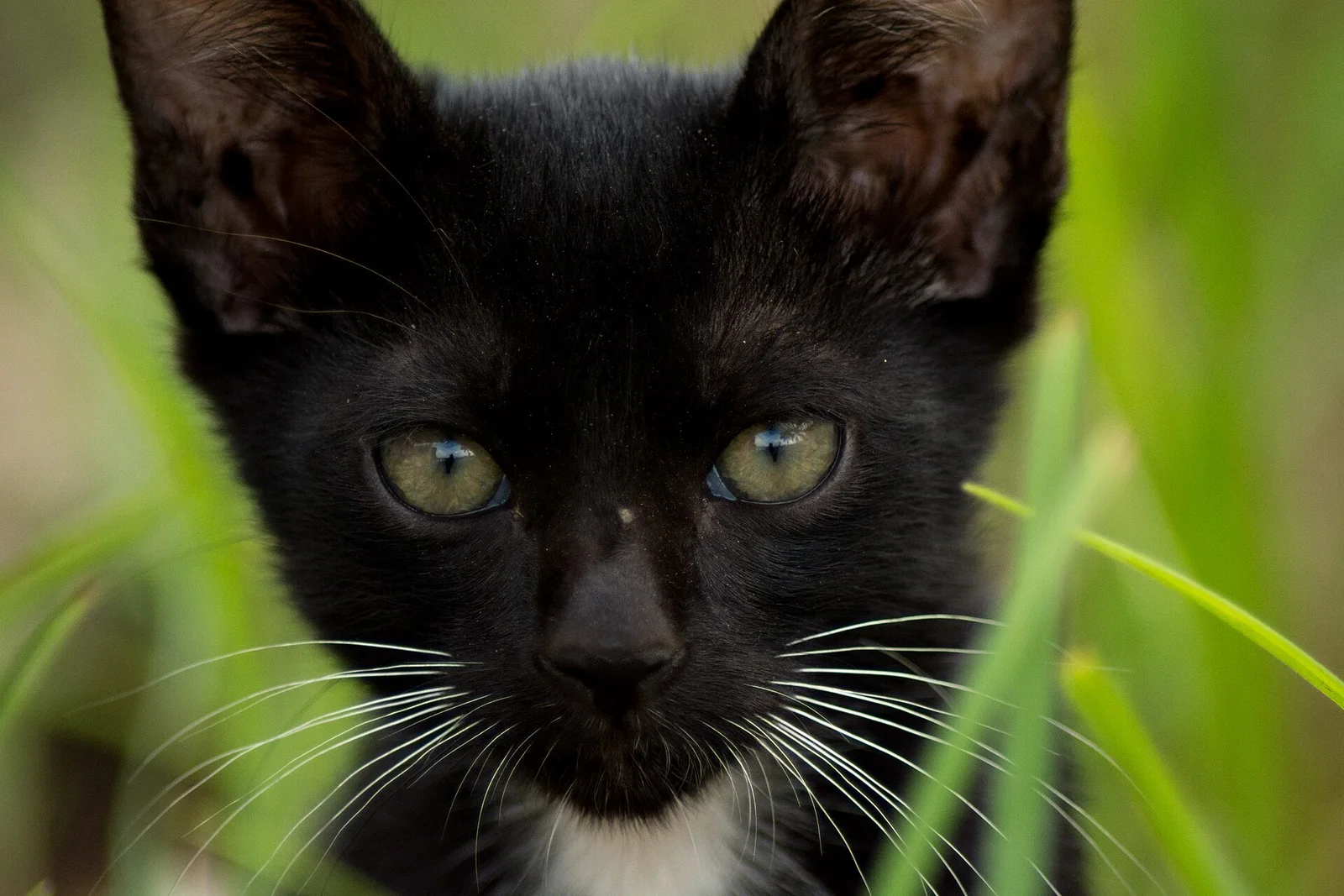 Real photo of a black kitten in grass