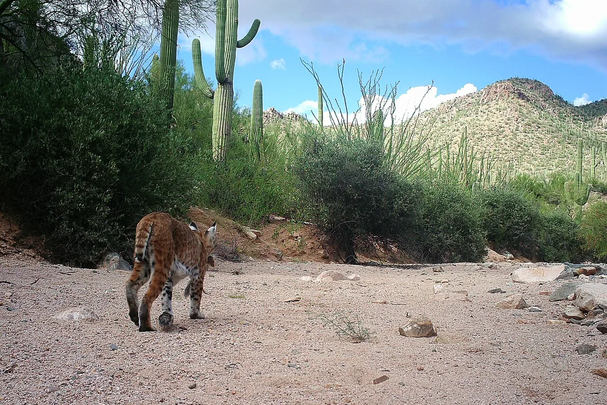 A bobcat walking away down a sandy desert wash with saguaro cacti in the background