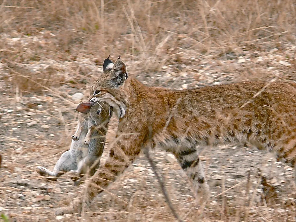 A bobcat walking through dry grass carrying a rabbit in its mouth