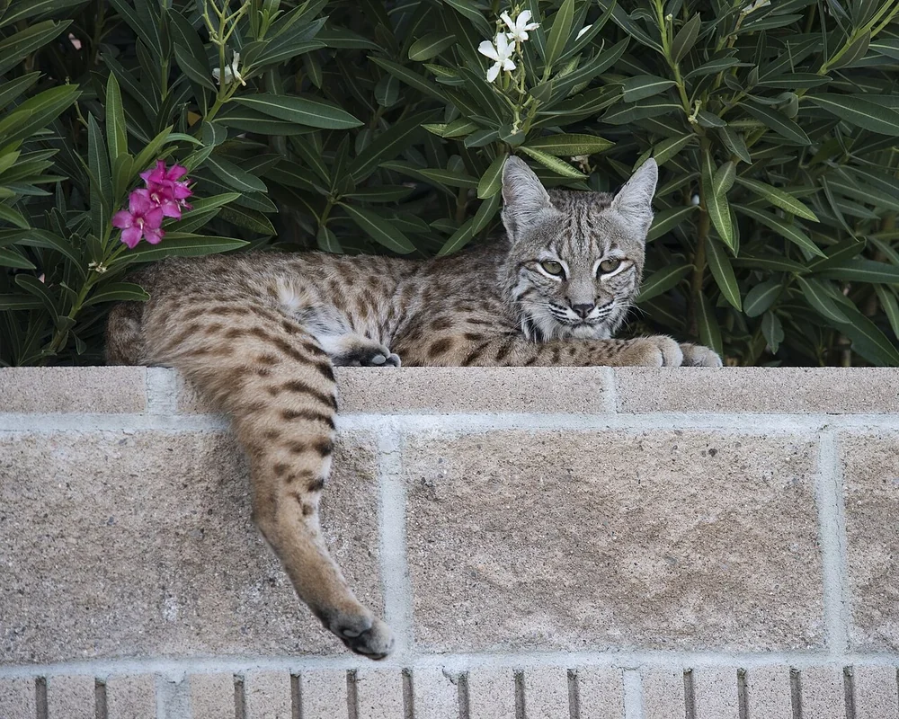 A bobcat resting on top of a low garden wall with an oleander hedge behind it