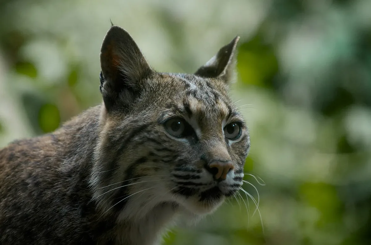 Real photo of a bobcat in a grassy clearing at the edge of woodland