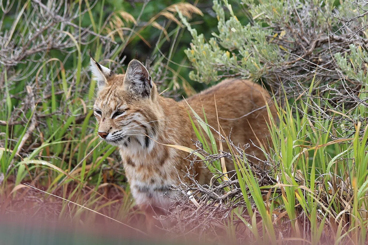A bobcat standing in tall grass and low brush, head lowered, looking to the left