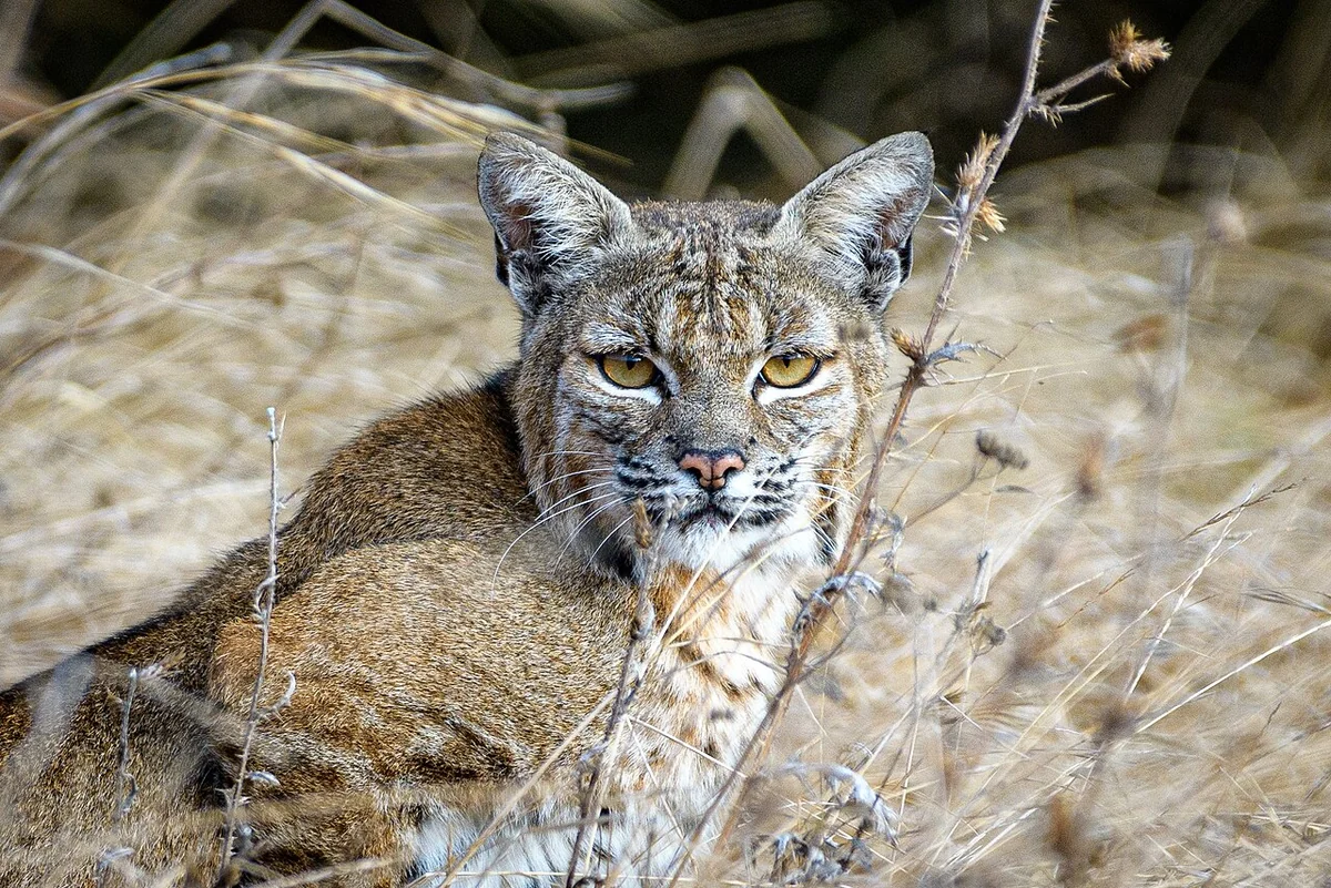 A bobcat lying low in dry tan grass, head raised and turned toward the camera, ear tufts visible