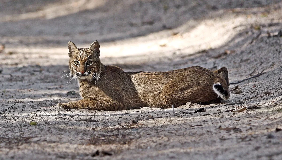 A bobcat resting on sandy ground beside a track, its short bobbed tail visible
