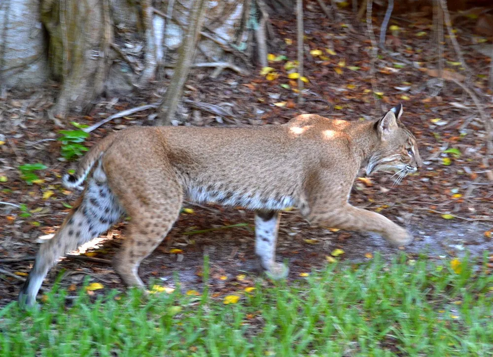 A bobcat walking on open ground on Sanibel Island, Florida; the short bobbed tail and streaked coat are visible