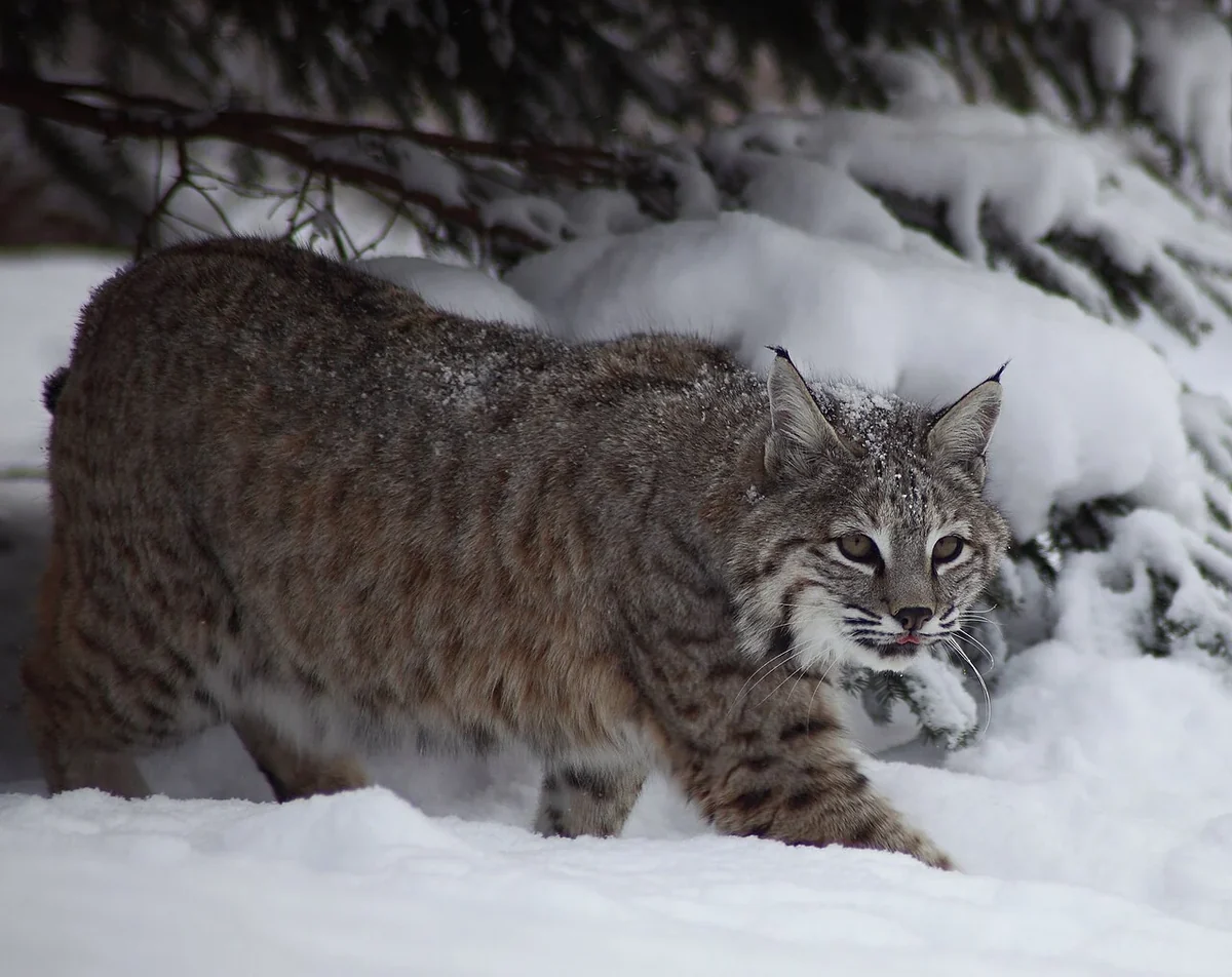 Real photo of a bobcat in deep snow under evergreen branches