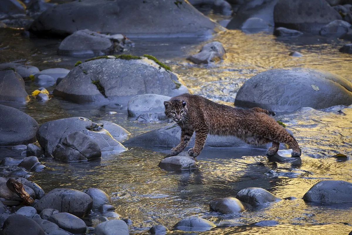 Real photo of a bobcat standing on rocks beside a stream