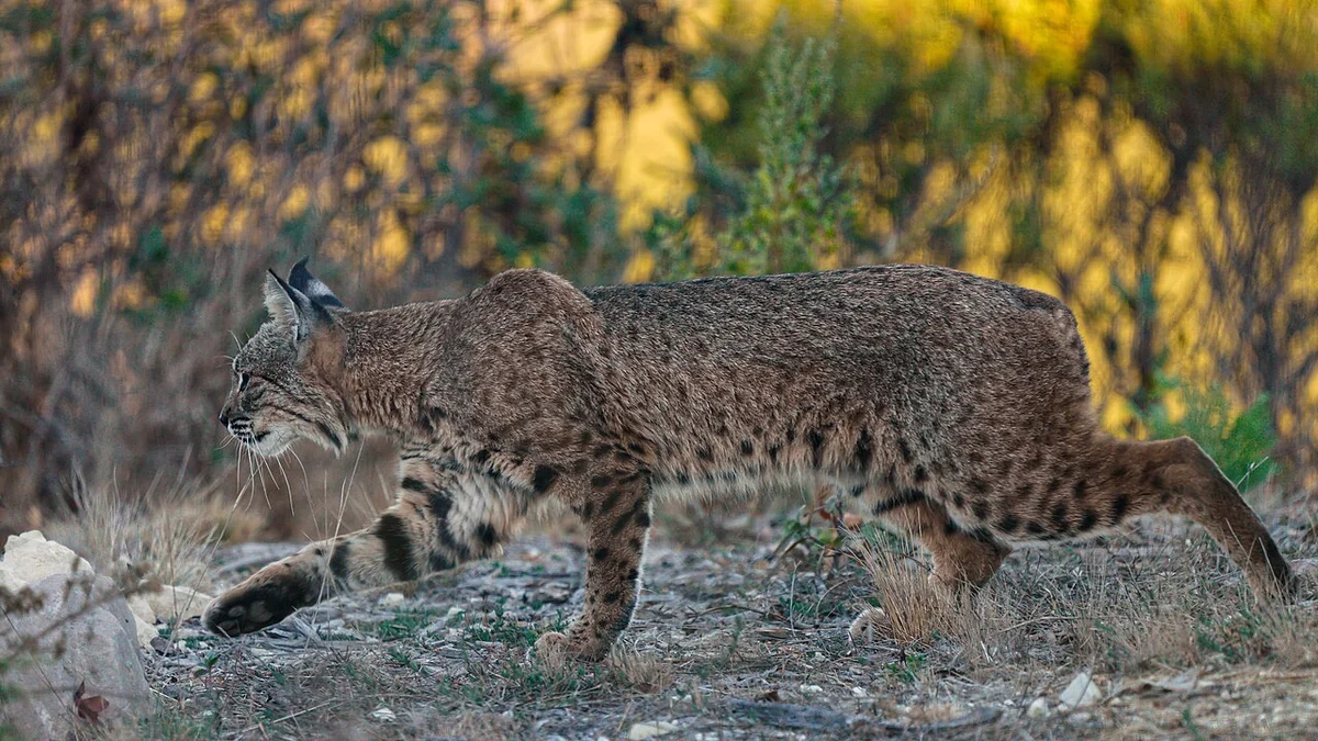 Real photo of a bobcat walking through dry scrub