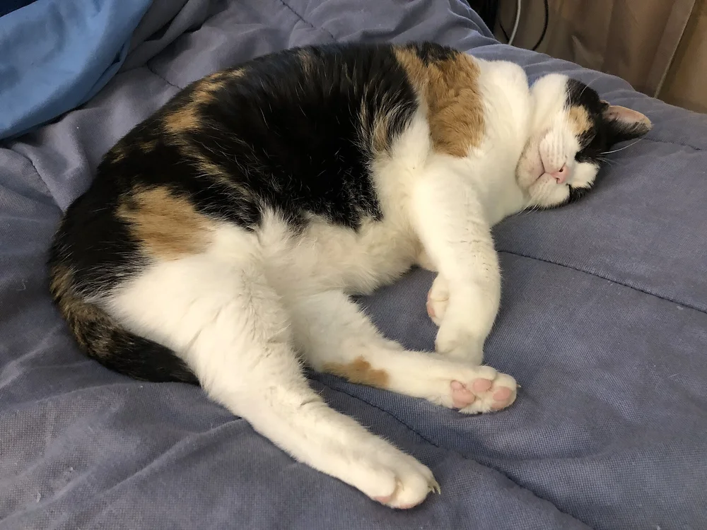 A calico cat asleep and stretched out on a bed, settled into her new room