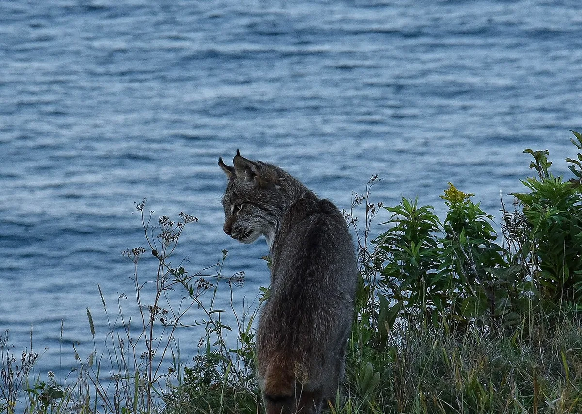 Real photo of a Canada lynx sitting on a grassy bank