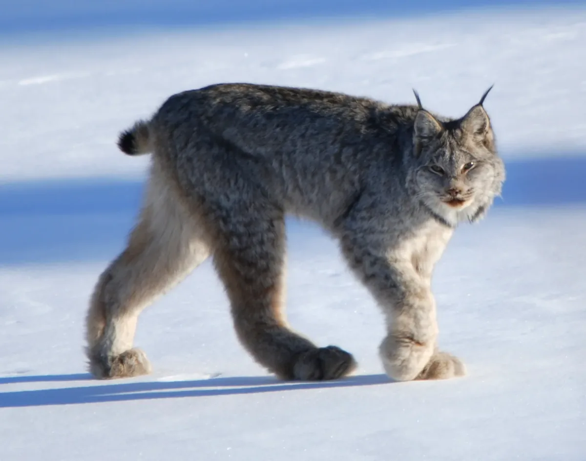 An adult Canada lynx in winter snow, showing its oversized paws and long black ear tufts