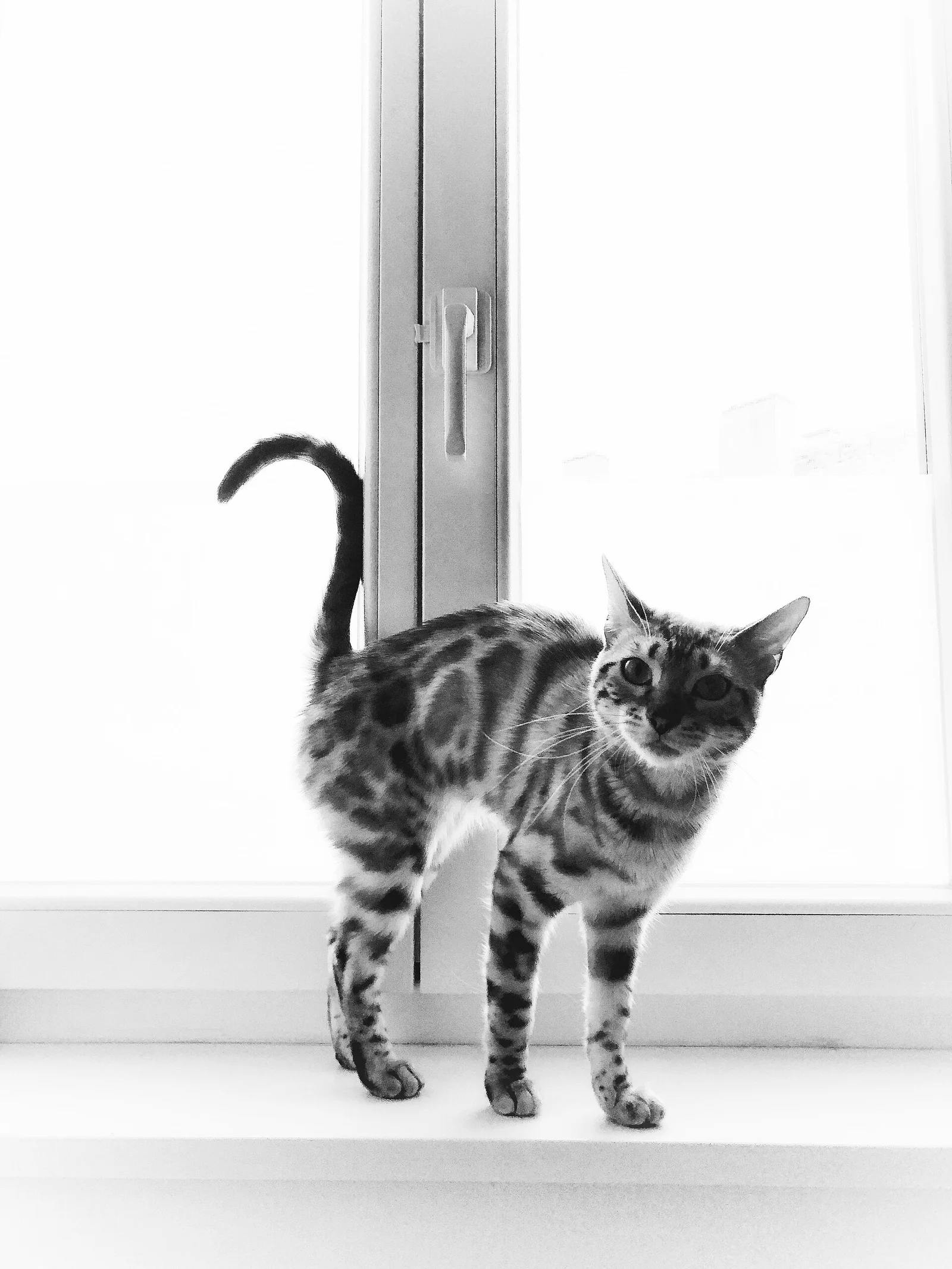 Real photo of a cat stretching with an arched back