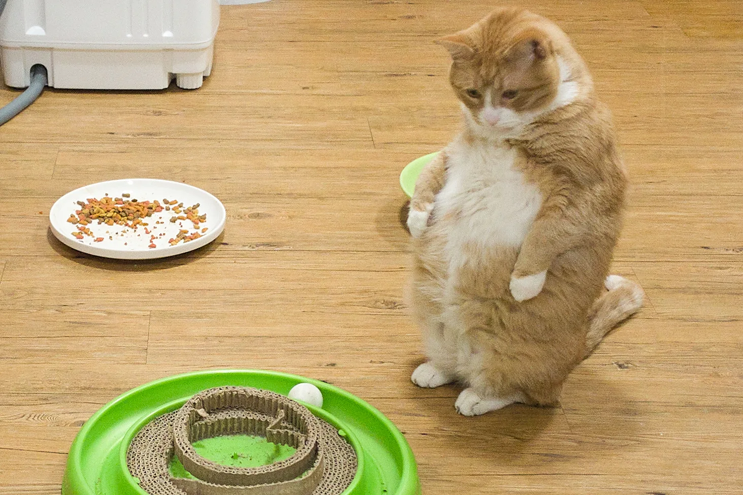 An orange cat standing on its hind legs to play with a ball-track toy