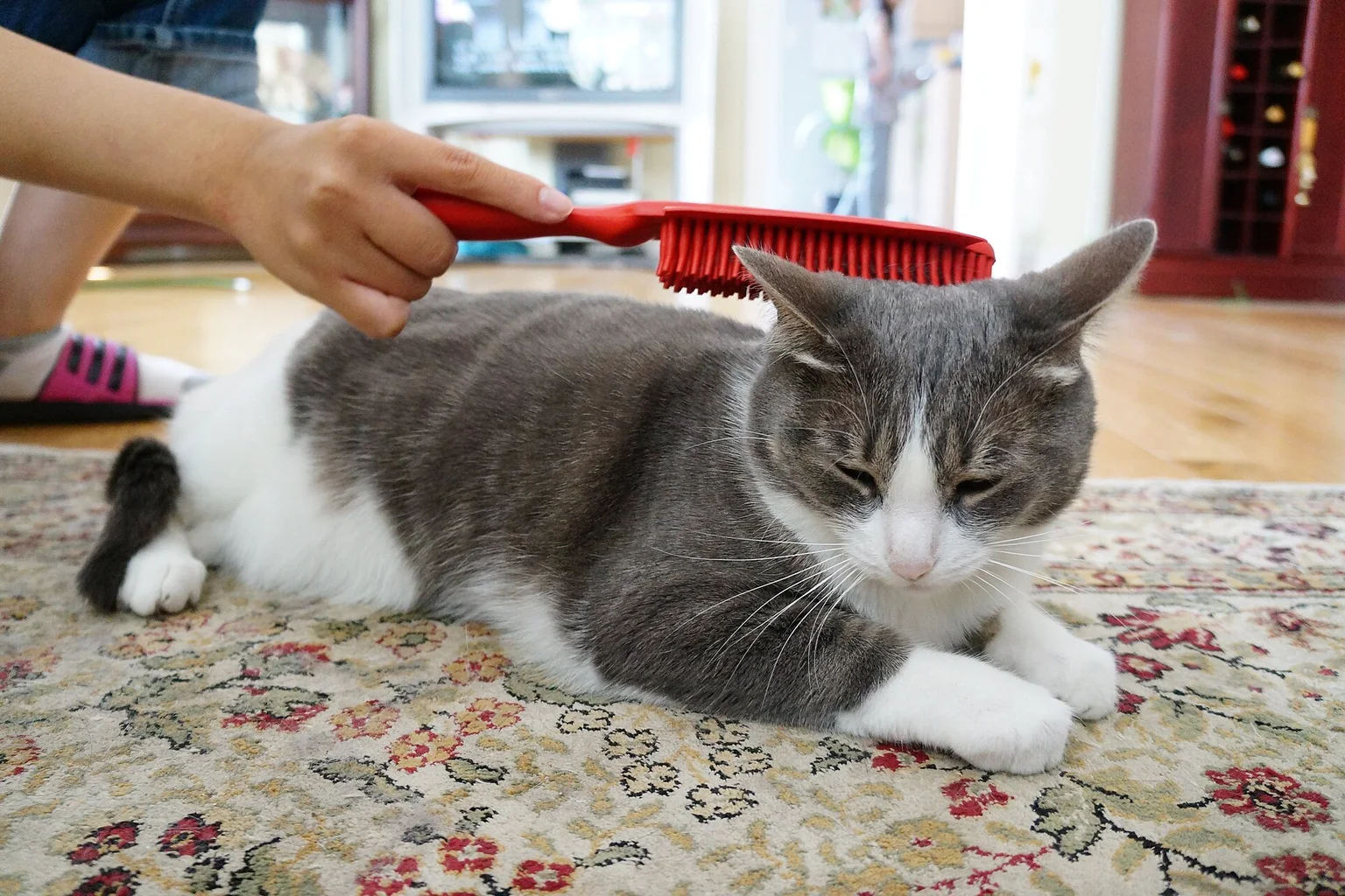 A white cat being gently brushed under the chin with a red grooming brush