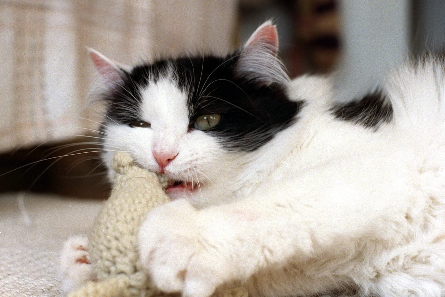 A fluffy black-and-white cat play-biting a knitted cream toy