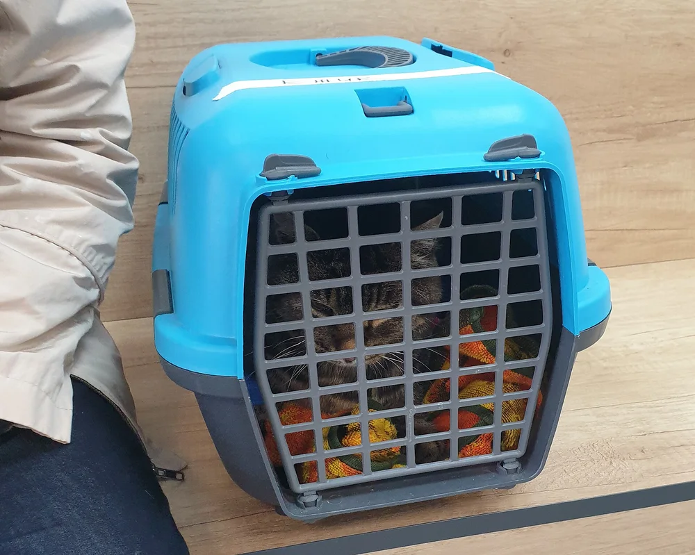 A tabby cat inside a blue carrier waiting on a bench at the veterinary clinic