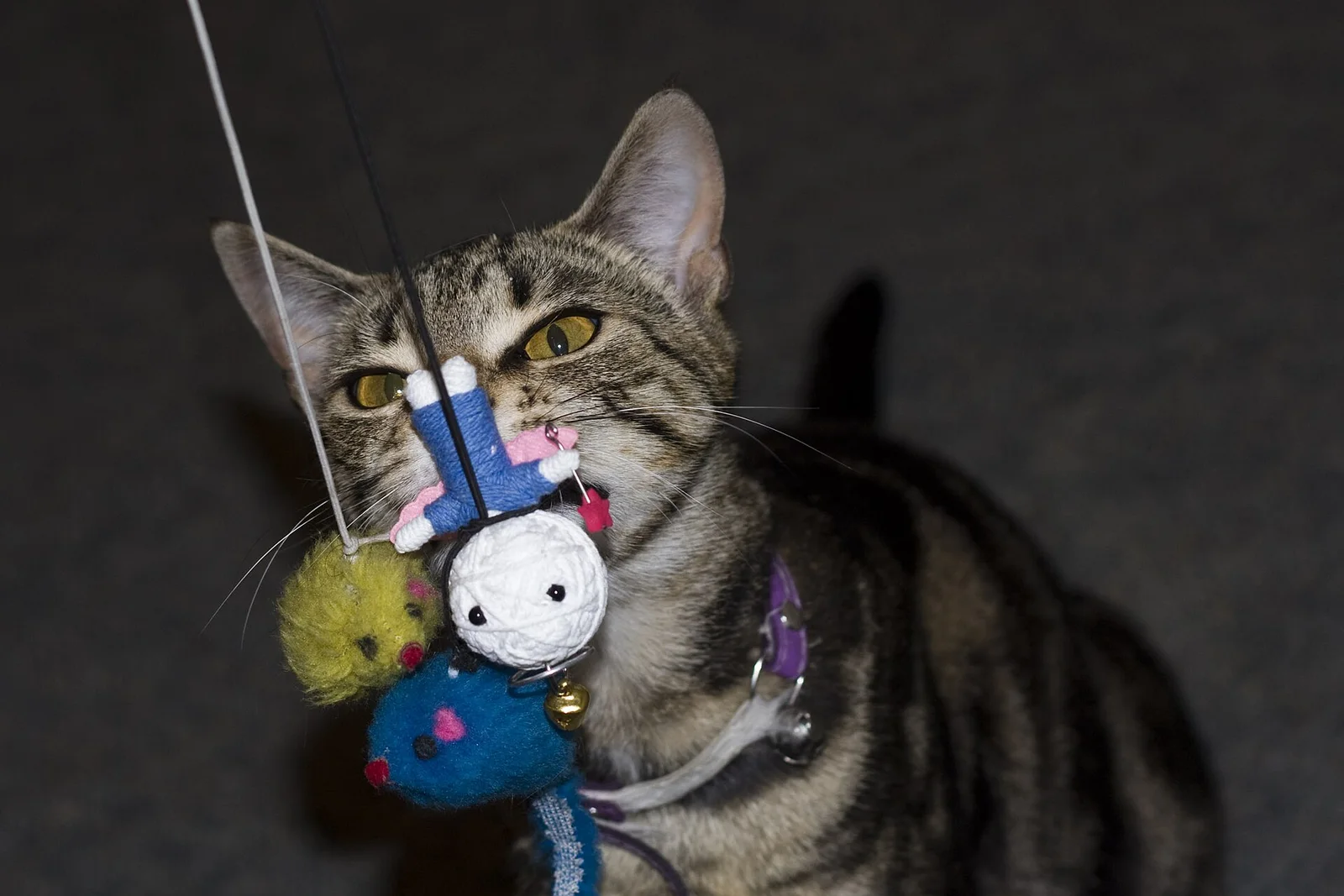 Real photo of a cat catching a wand toy
