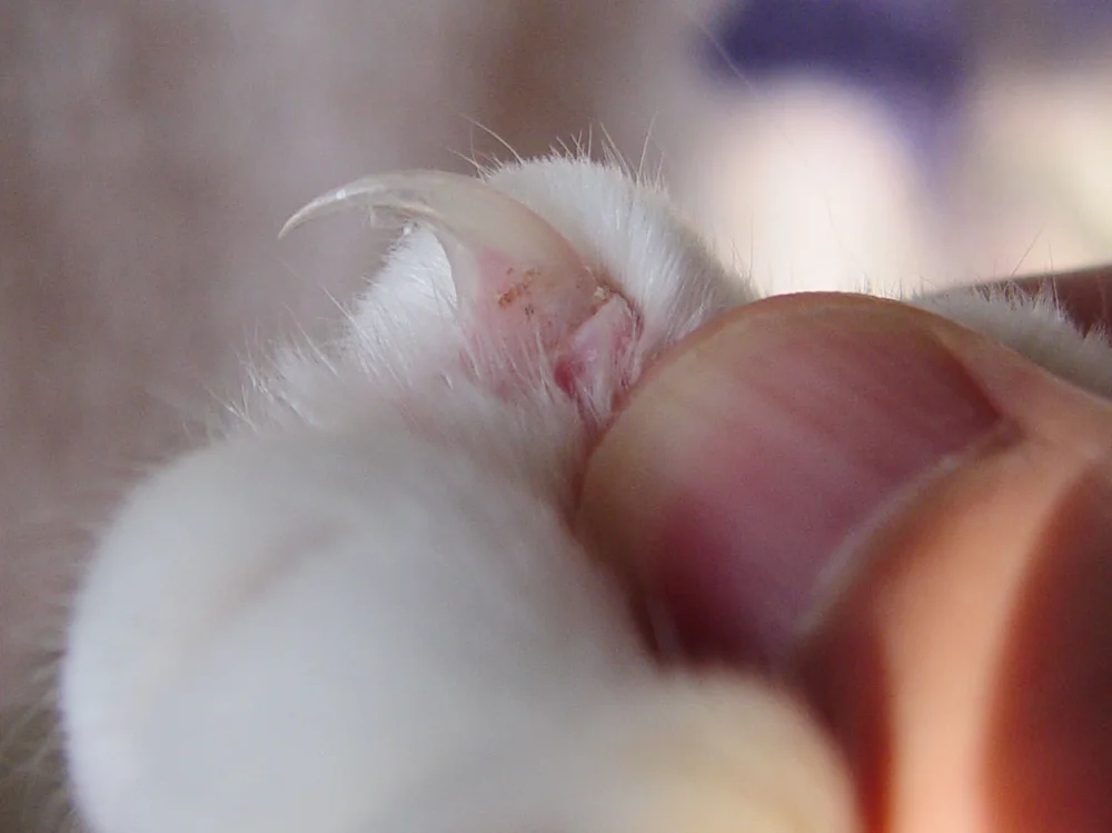 A close-up of a cat's claw extended from its paw showing the area to trim