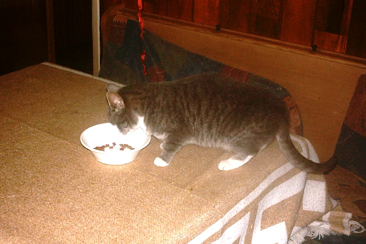 A grey tabby cat eating dry food from a white bowl
