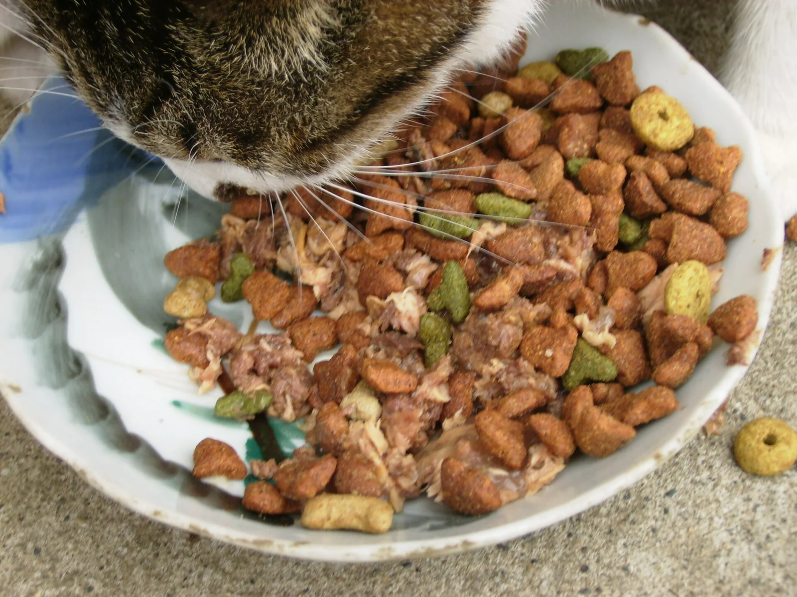 Real photo of a tabby cat eating kibble and wet food from a plate