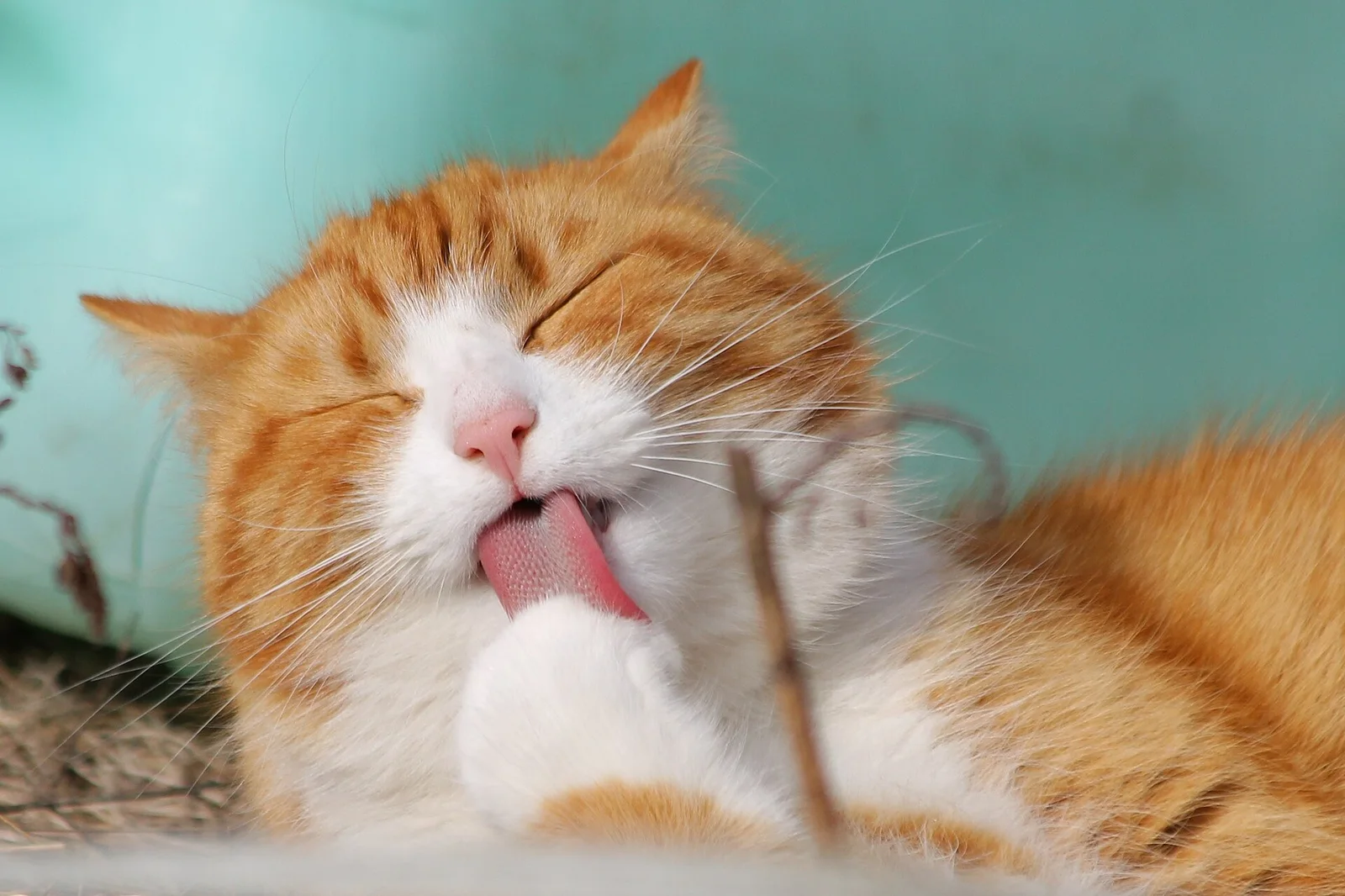 Real photo of an orange cat grooming its paw