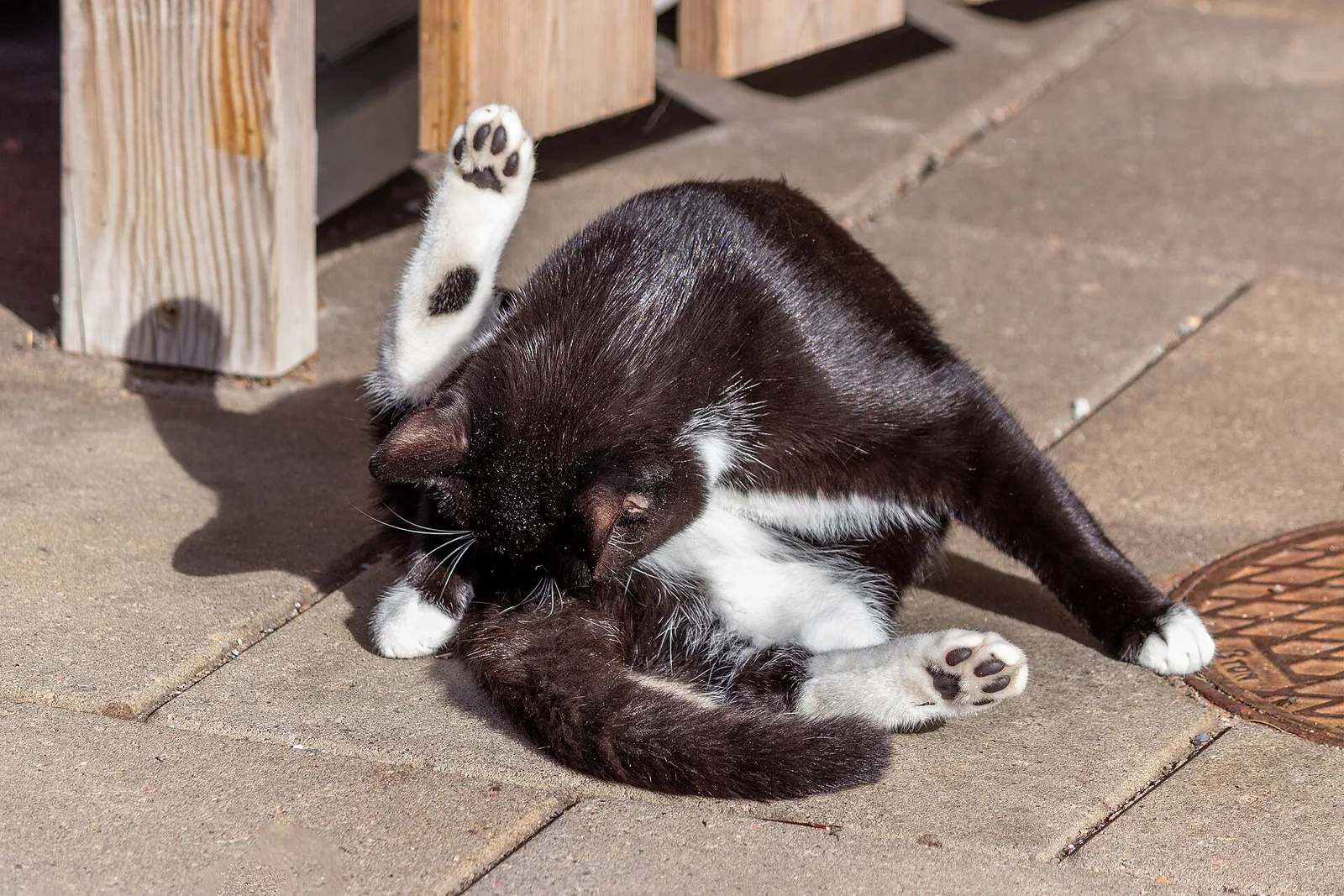 Real photo of a tuxedo cat grooming its belly on a patio