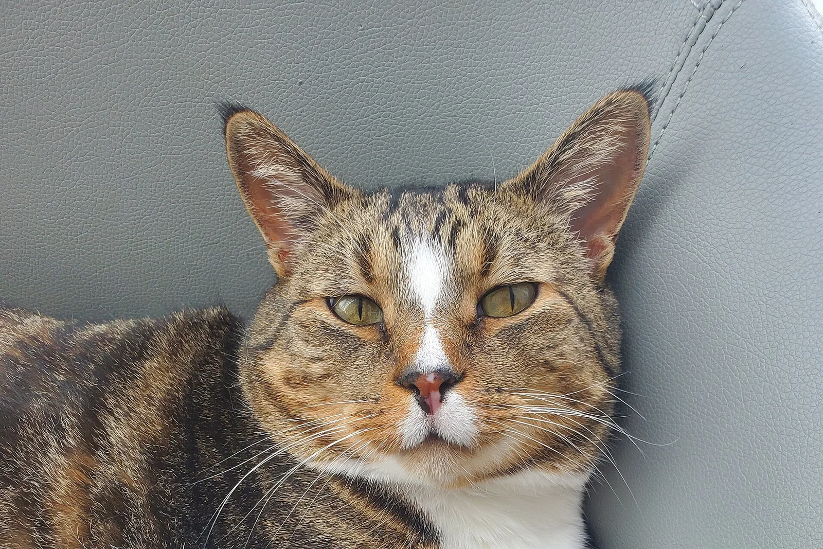 A tabby-and-white cat reclining on a sofa with narrowed, half-closed eyes looking toward the camera