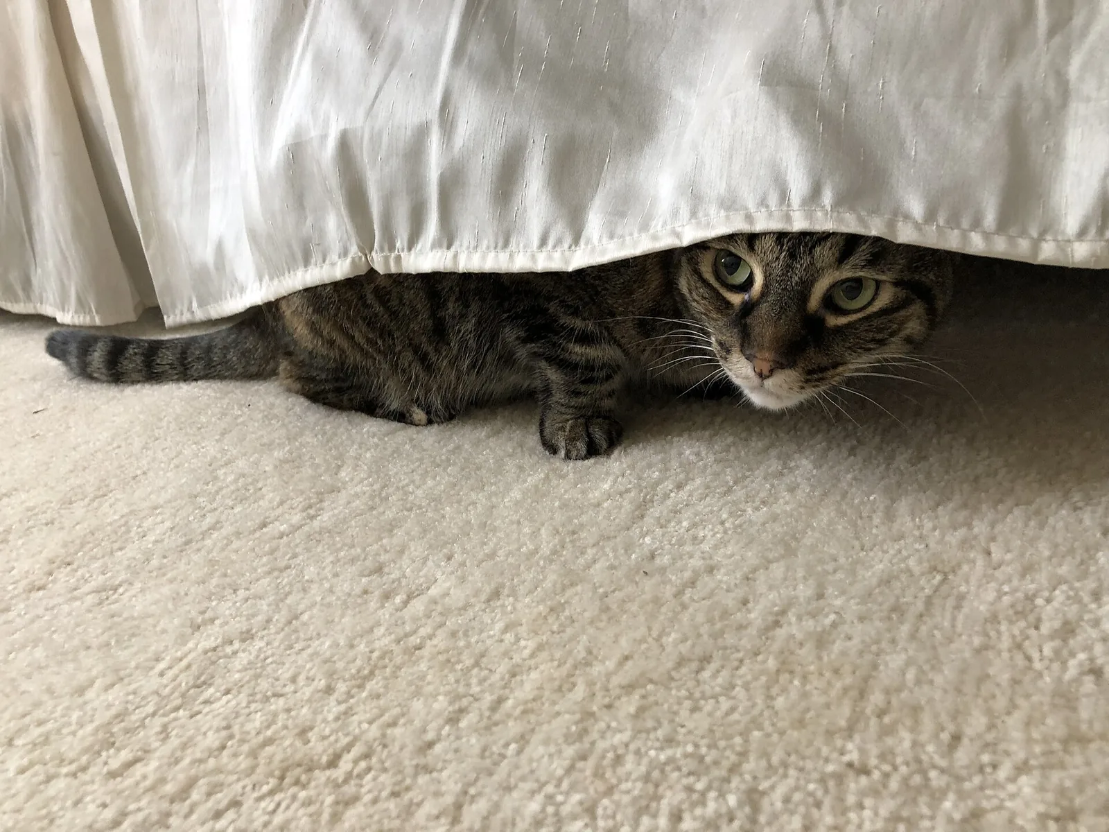 Real photo of a tabby cat hiding under a bed