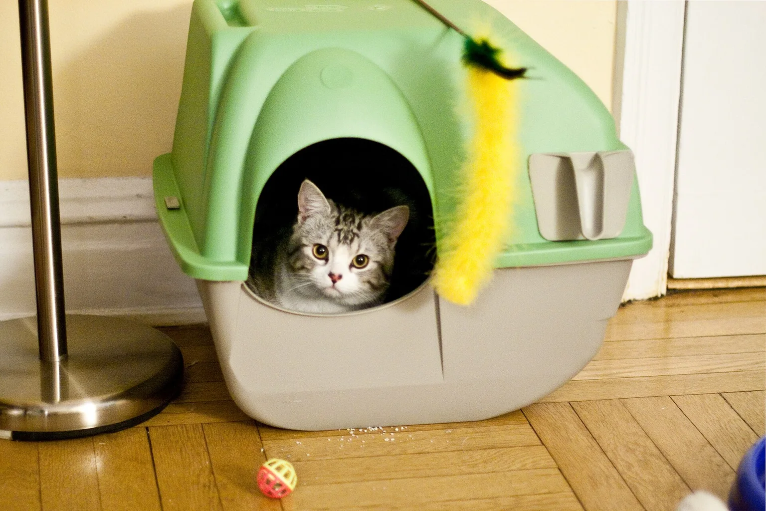 A fluffy tabby cat peeking out of a hooded litter box on a wooden floor