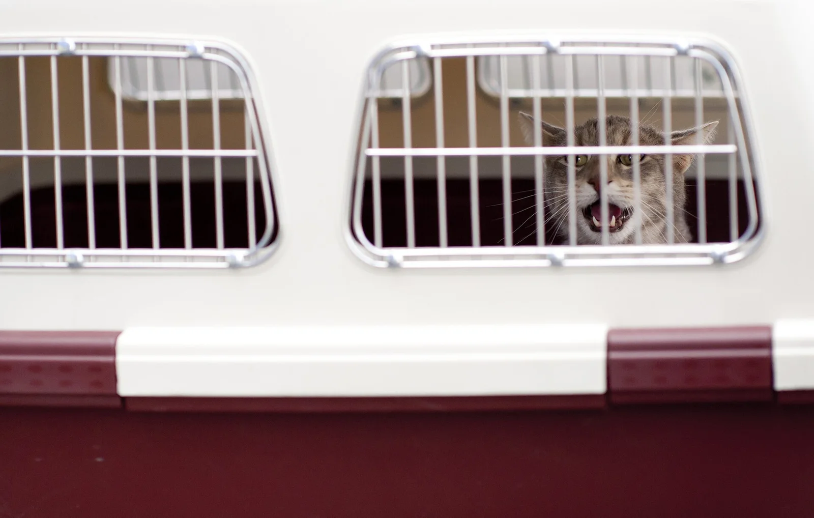 A tabby cat meowing from inside a hard plastic carrier with a mesh door