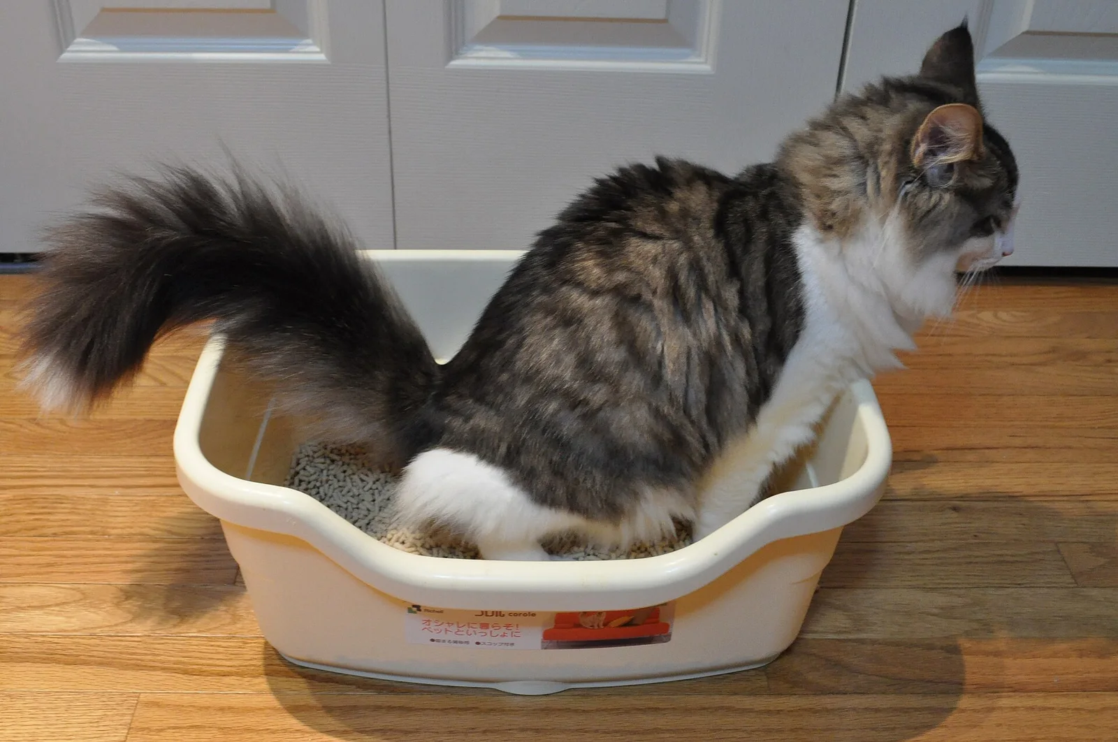 A fluffy long-haired cat standing inside an open litter box on a wooden floor
