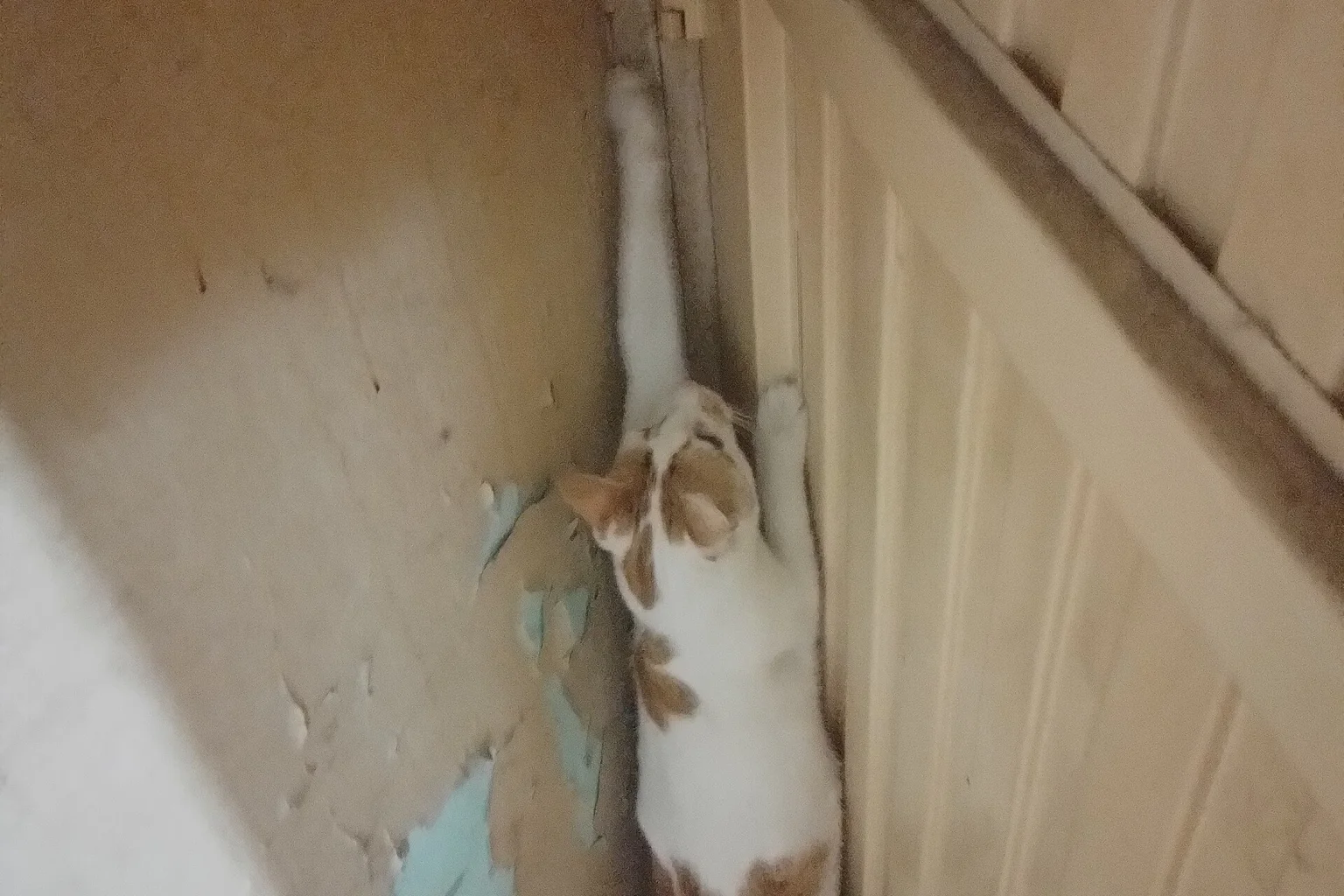 A ginger and white cat leaping up the frame of a doorway