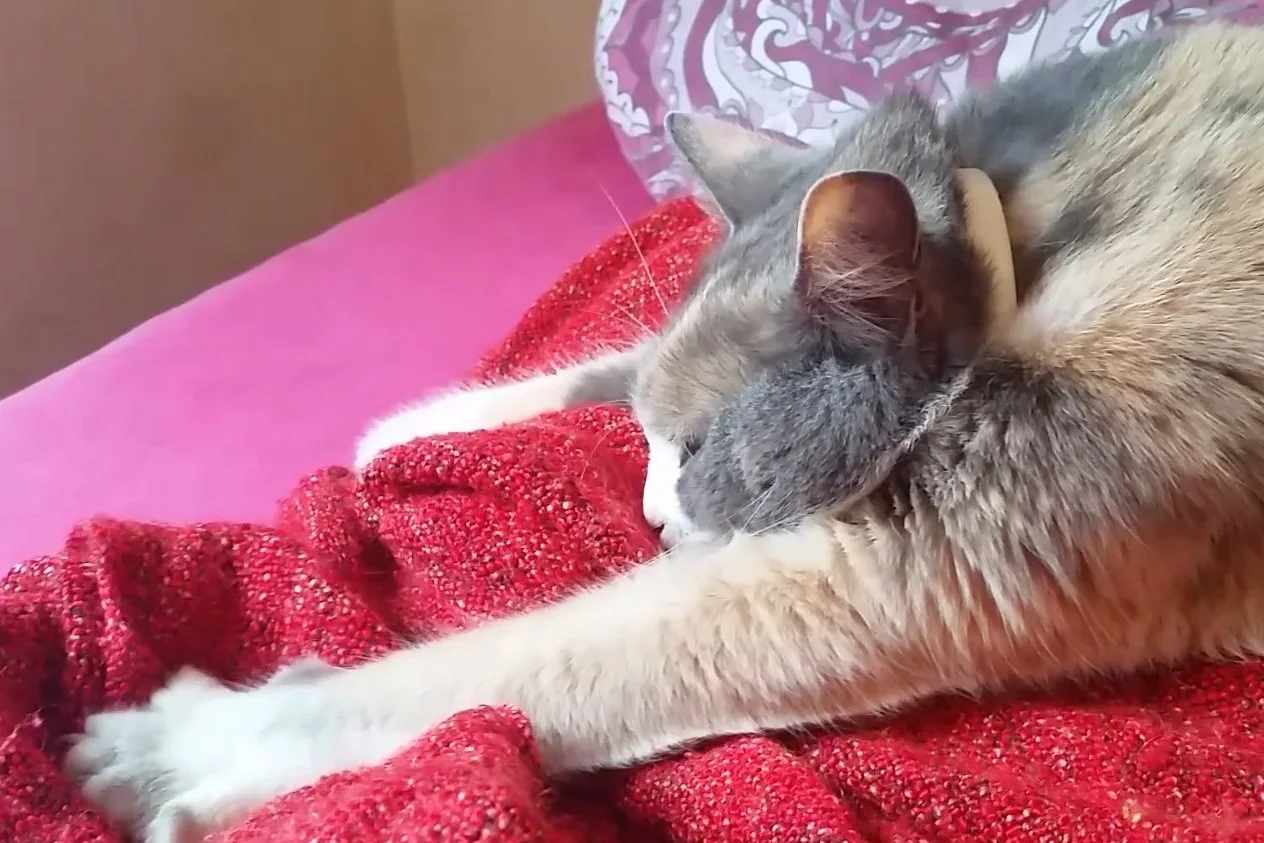 A fluffy grey cat pressing its front paw, claws spread, into a red knitted blanket