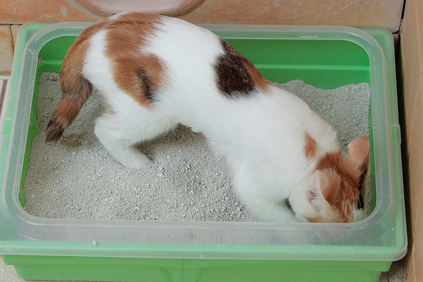 Real photo of a calico kitten in a green litter box