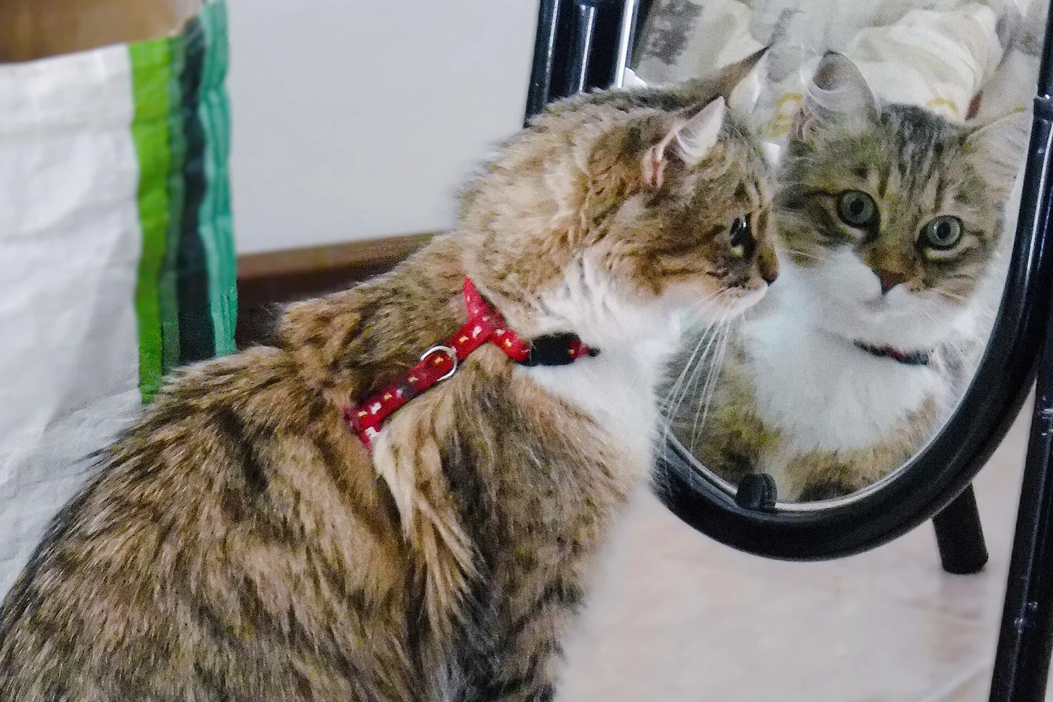 A cat looking into a mirror, meeting its own reflection with wide eyes
