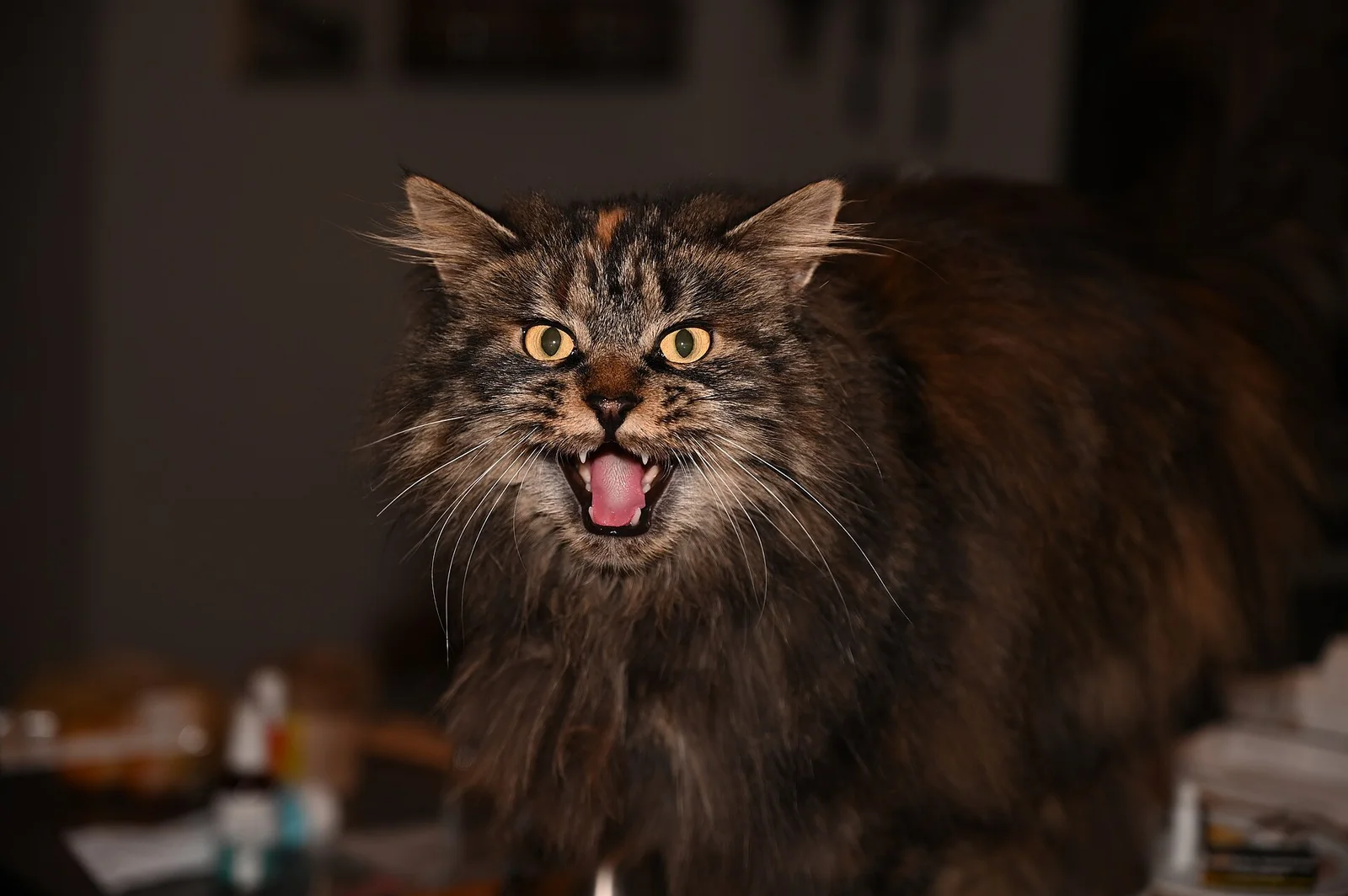 A fluffy tabby cat meowing with its mouth open in a dim indoor setting
