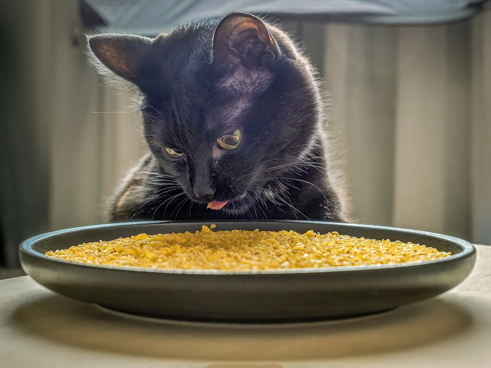 Real photo of a black cat sniffing a bowl of food