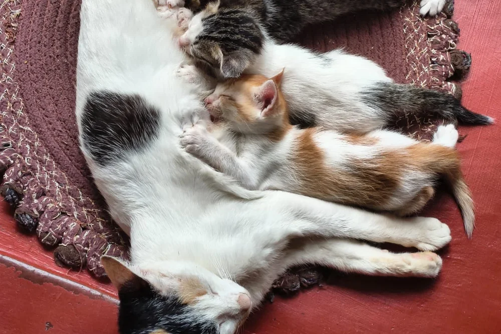 A mother cat nursing her kittens — the behavior adult kneading grew out of