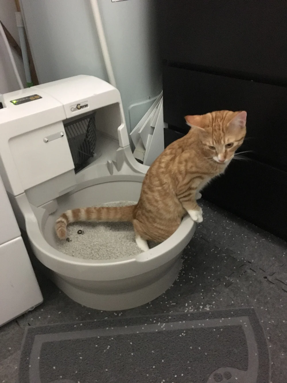 An orange kitten perching awkwardly on the rim of an automated litter box
