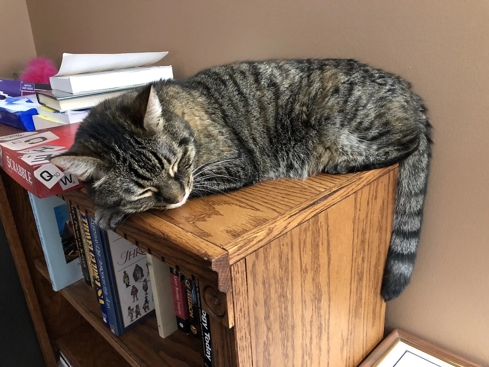 Real photo of a tabby cat on a bookshelf