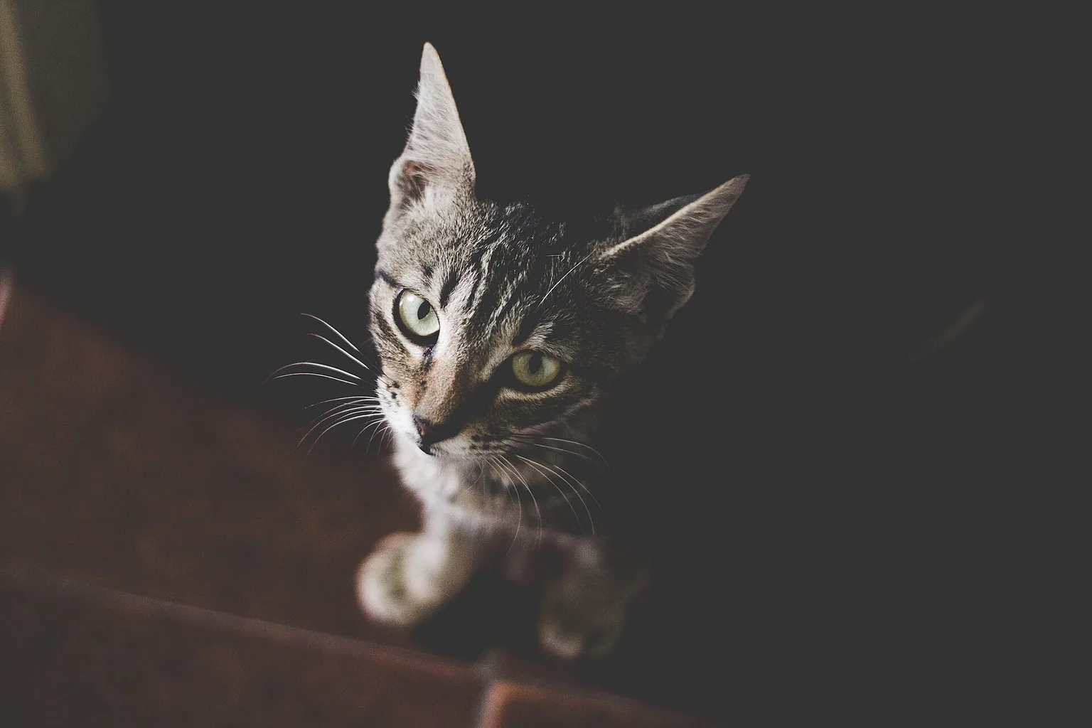 A tabby cat with bright green eyes peering over a wooden ledge in soft light