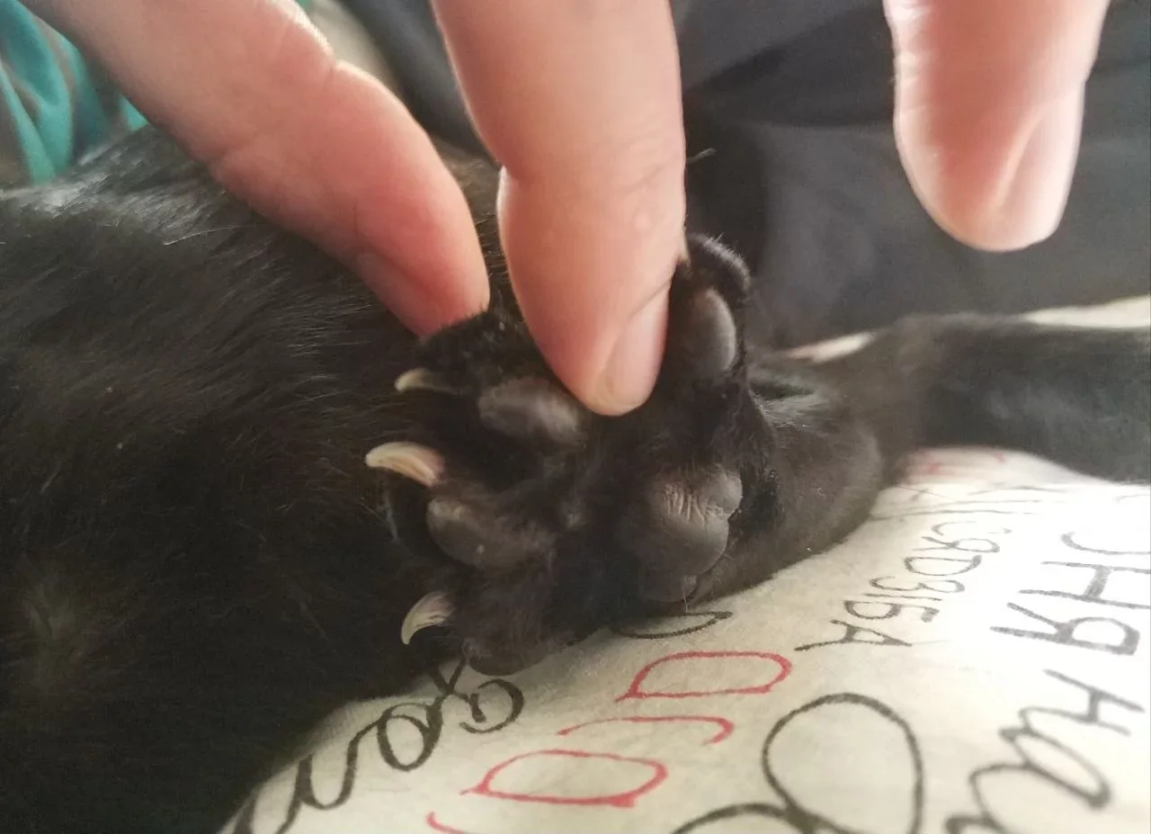 Real photo of a hand extending a cat claw for trimming