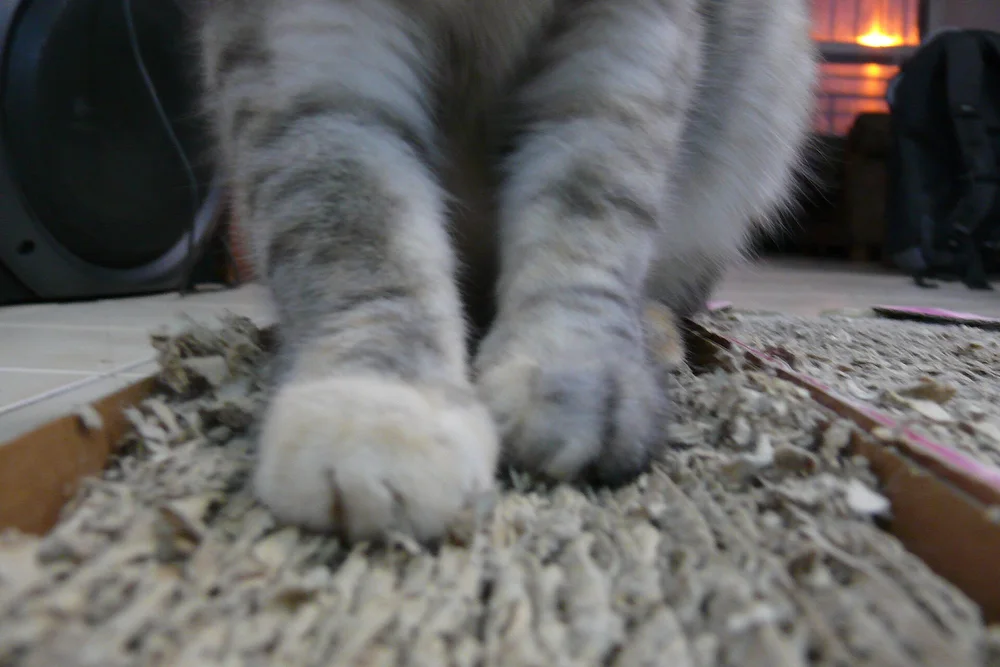 Close-up of a cat's front paws hooked into a corrugated cardboard scratcher