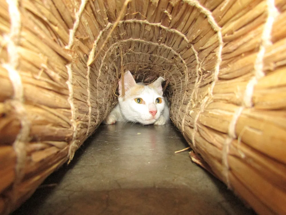 A young cat peeking cautiously from inside a woven straw tunnel