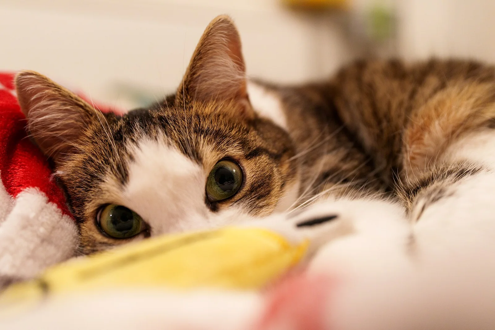 Real photo of a cat peeking over a blanket, staring at the camera