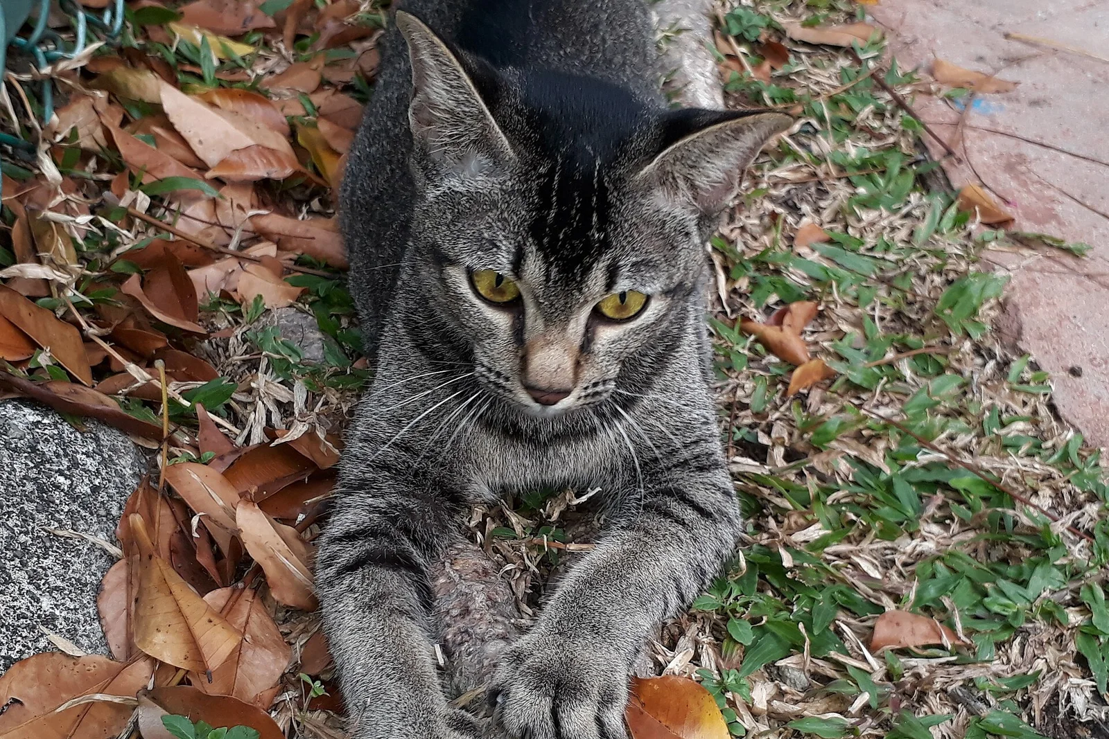 Real photo of a cat stretching and scratching its claws on a log