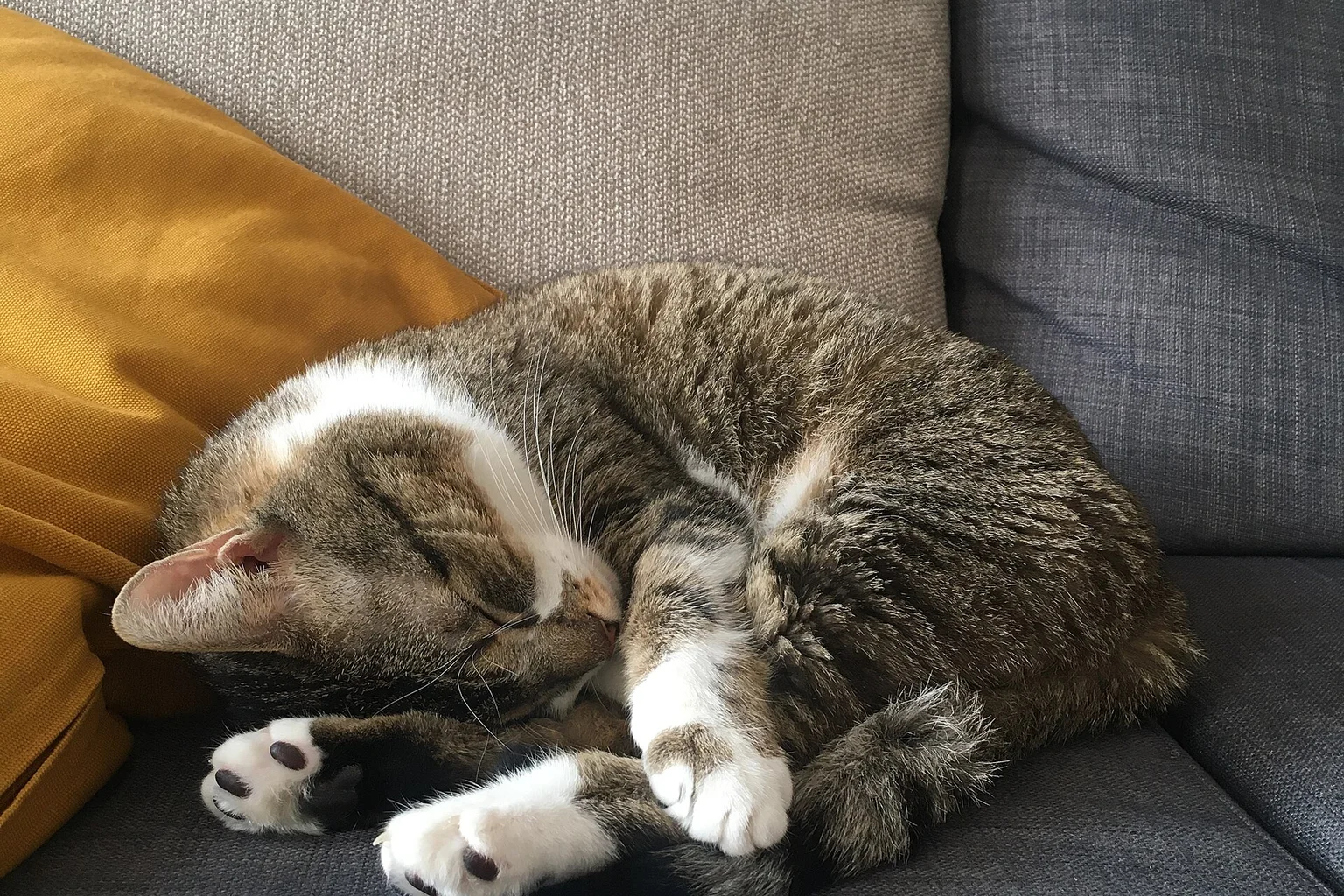 A tabby cat with white paws sleeping curled up on a sofa cushion