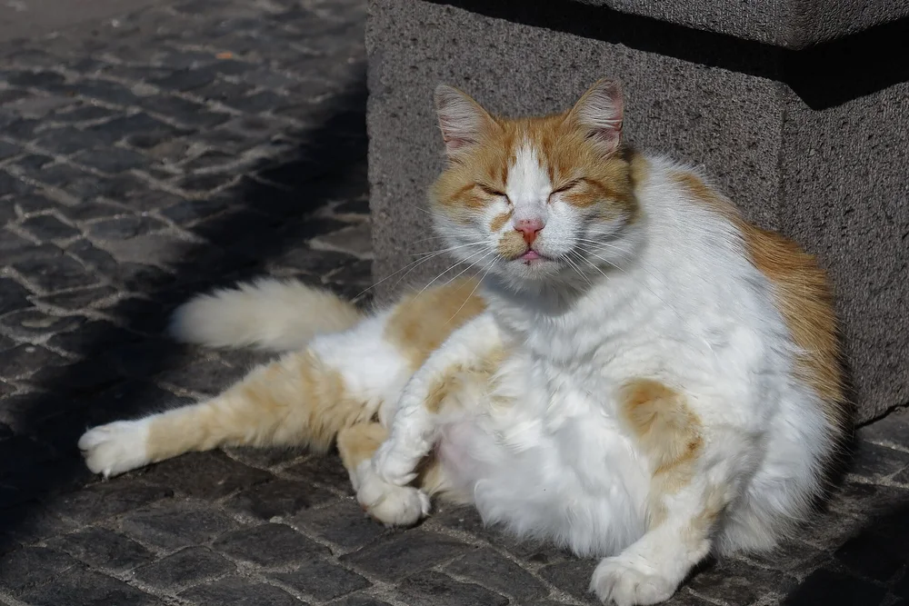 A cat sitting with relaxed, half-closed eyes — the slow blink look