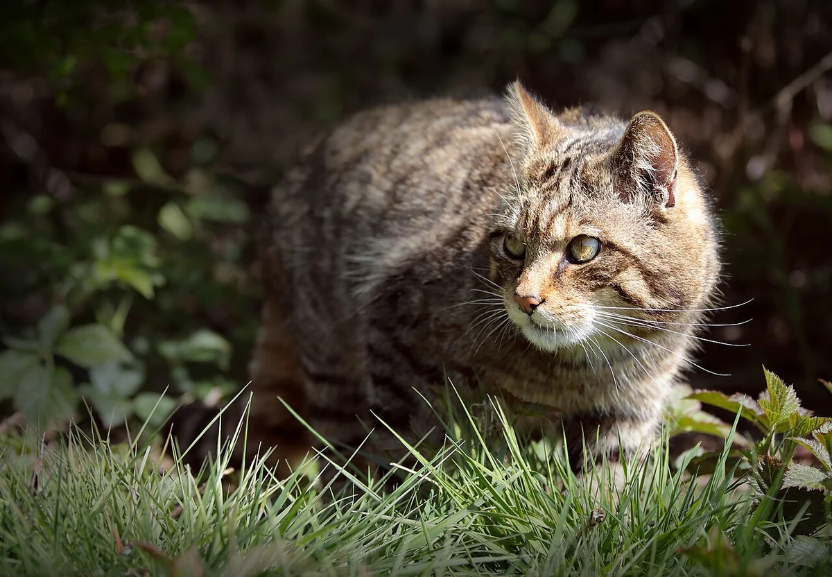 A tabby cat crouched low and alert in tall grass, body angled forward ready to move